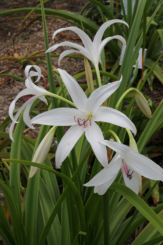 Image of Crinum 'Brighter Star'|Juniper Level Botanic Gdn, NC|JLBG
