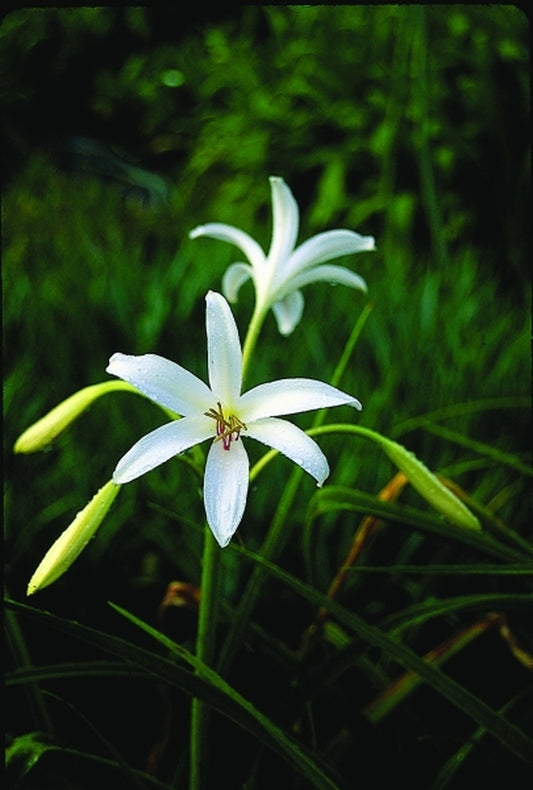 Image of Crinum 'Carolina Beauty'|Juniper Level Botanic Gdn, NC|JLBG