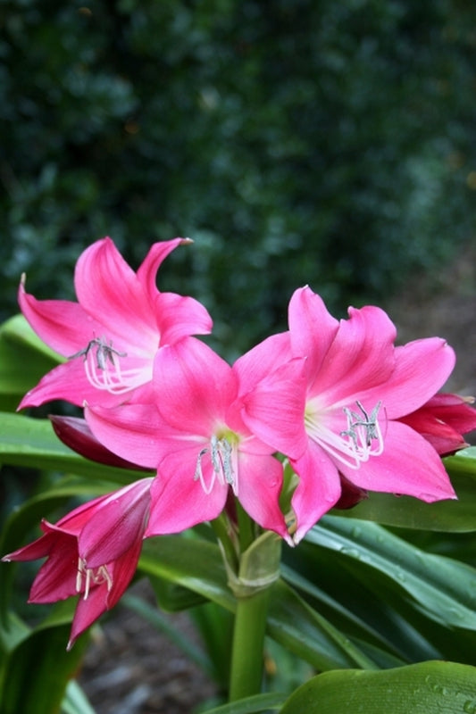 Image of Crinum 'Elizabeth Traub'|Juniper Level Botanic Gdn, NC|JLBG