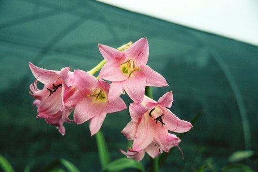 Image of Crinum 'Emma Jones'|Juniper Level Botanic Gdn, NC|JLBG