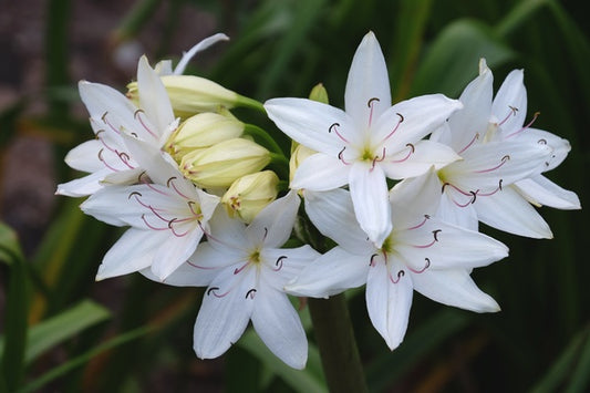 Image of Crinum 'Li'l Stinker' |Juniper Level Botanic Gdn, NC|JLBG