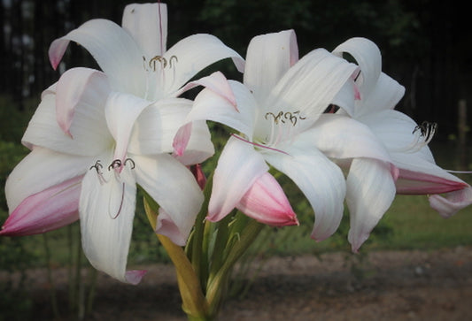 Image of Crinum 'Mrs. James Hendry'||