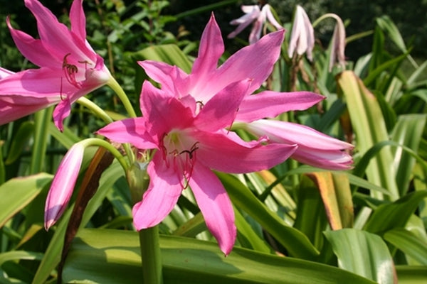 Image of Crinum 'Mystery'|Riverbanks Botanical Gdn, SC|A. Cabe