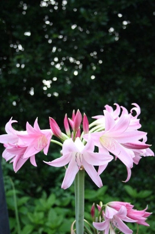 Image of Crinum 'Pink Flamingo'|Juniper Level Botanic Gdn, NC|JLBG