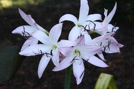Image of Crinum 'Pink Perfume'||