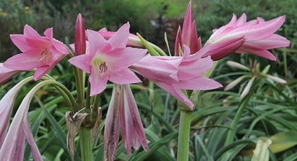 Image of Crinum 'Pink Trumpet'|Juniper Level Botanic Gdn, NC|JLBG