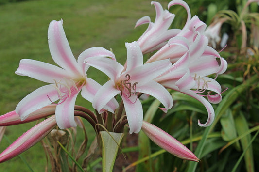 Image of Crinum 'Rodger Croker Memorial'|Juniper Level Botanic Gdn, NC|JLBG