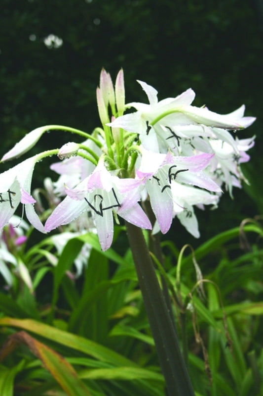Image of Crinum 'Summer Nocturne'|Juniper Level Botanic Gdn, NC|JLBG