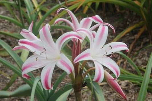Image of Crinum 'Sundance'|Juniper Level Botanic Gdn, NC|JLBG