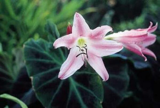 Image of Crinum 'Walter Flory'|Juniper Level Botanic Gdn, NC|JLBG