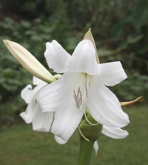 Image of Crinum 'White Emperor'|Juniper Level Botanic Gdn, NC|JLBG