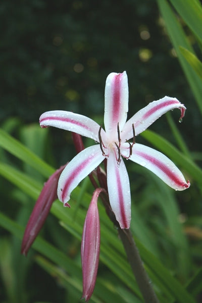 red white crinum lily Learn about Crinum x baconi 'Fourth of July' | Fourth of July Crinum Lily
