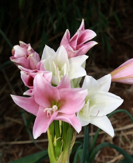 Image of Crinum bulbispermum 'Jumbo Champagne'||