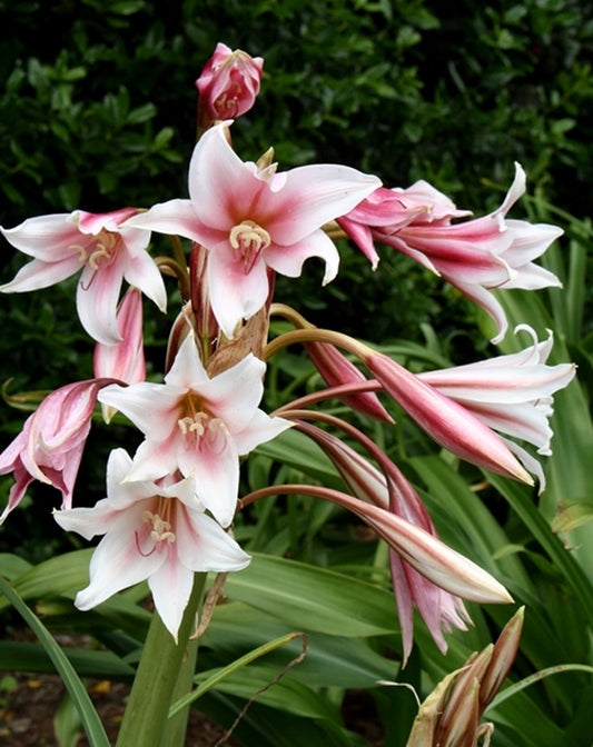 Image of Crinum bulbispermum 'Sacramento'||
