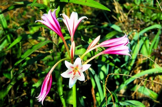 Image of Crinum bulbispermum|P. Malcolm Gdn, GA|