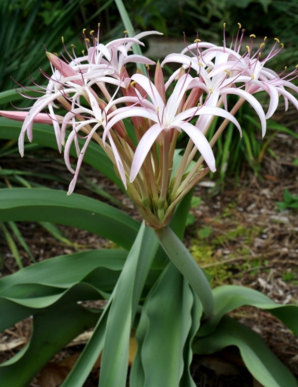 Image of Crinum buphanoides SI forms||