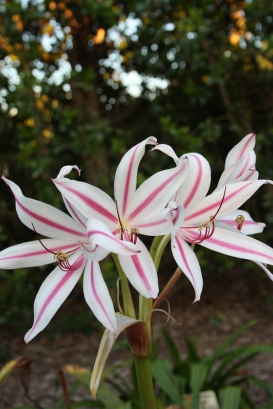 Image of Crinum x digweedii 'Bolivia'|Juniper Level Botanic Gdn, NC|JLBG