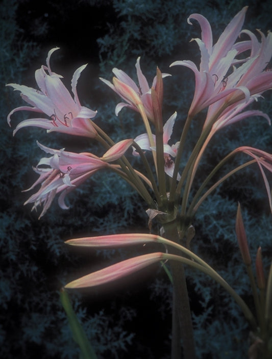 Image of Crinum x eboracii 'Pecan Tree Inn'|Juniper Level Botanic Gdn, NC|JLBG