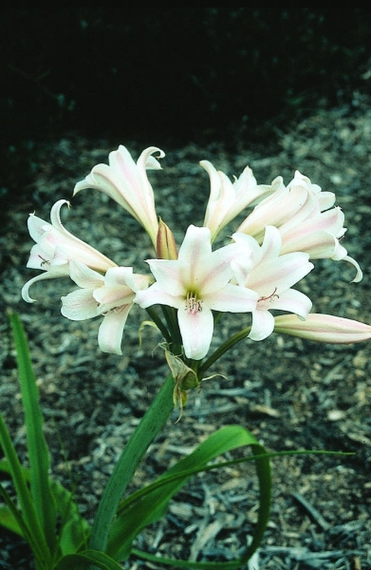 Image of Crinum x gowenii 'Regina's Disco Lounge'|Juniper Level Botanic Gdn, NC|JLBG