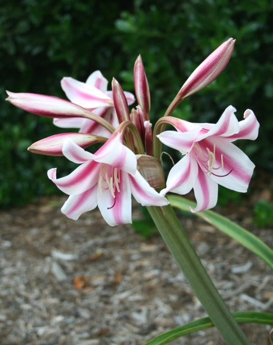 Image of Crinum x herbertii 'Carroll Abbott'|Juniper Level Botanic Gdn, NC|JLBG