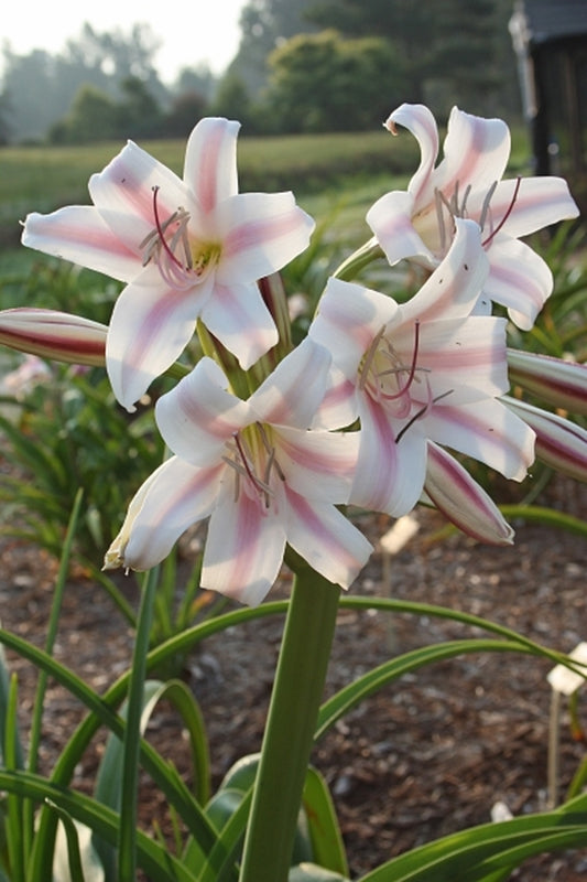 Image of Crinum x herbertii 'Cecil's Choice'|Juniper Level Botanic Gdn, NC|JLBG