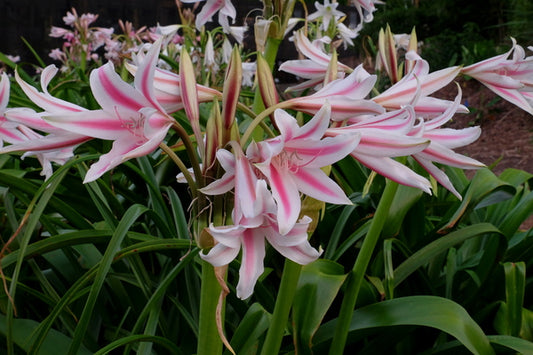 Image of Crinum x herbertii 'Eleanor'|Juniper Level Botanic Gdn, NC|