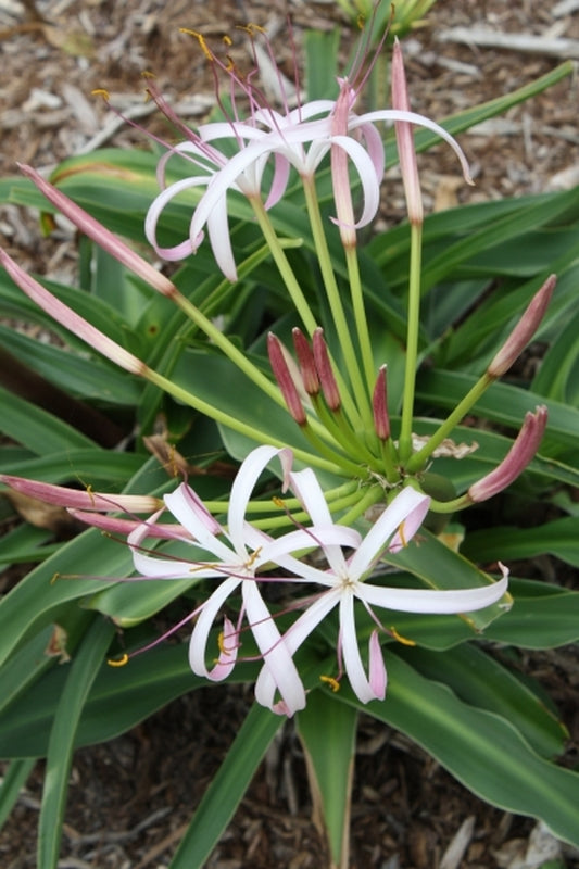 Image of Crinum hildebrandtii Madagascar|Juniper Level Botanic Gdn, NC|JLBG