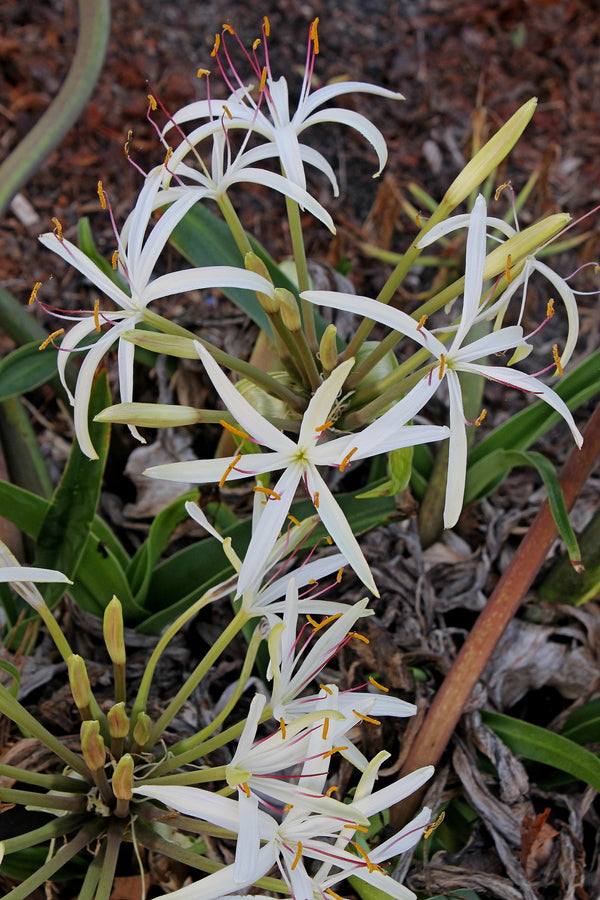 Image of Crinum hildebrandtii 'Spring Starburst'|Juniper Level Botanic Gdn, NC|JLBG
