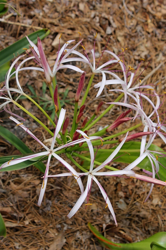 Image of Crinum ligulatum 'Shooting Stars'taken at Juniper Level Botanic Gdn, NC by JLBG
