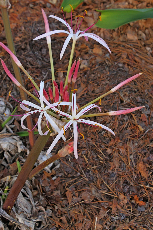 Image of Crinum ligulatum 'Star Power'|Juniper Level Botanic Gdn, NC|JLBG