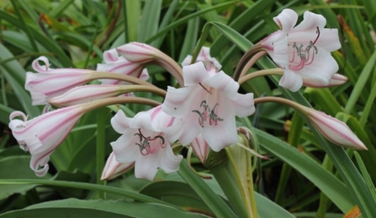Image of Crinum macowanii Zambia||