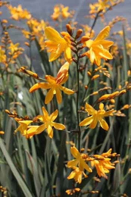 Image of Crocosmia 'Solfaterre'|Juniper Level Botanic Gdn, NC|JLBG