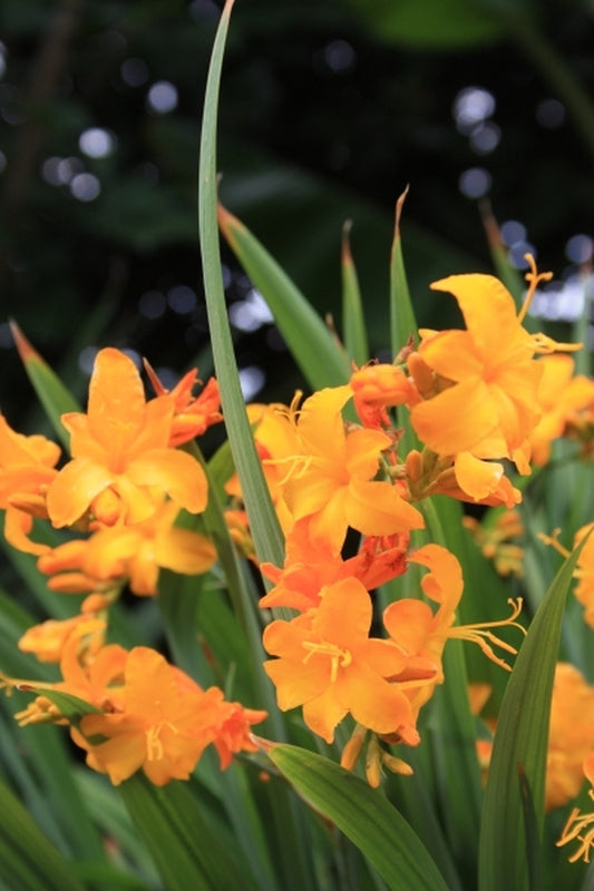 Image of Crocosmia 'Walcroy'|Juniper Level Botanic Gdn, NC|JLBG