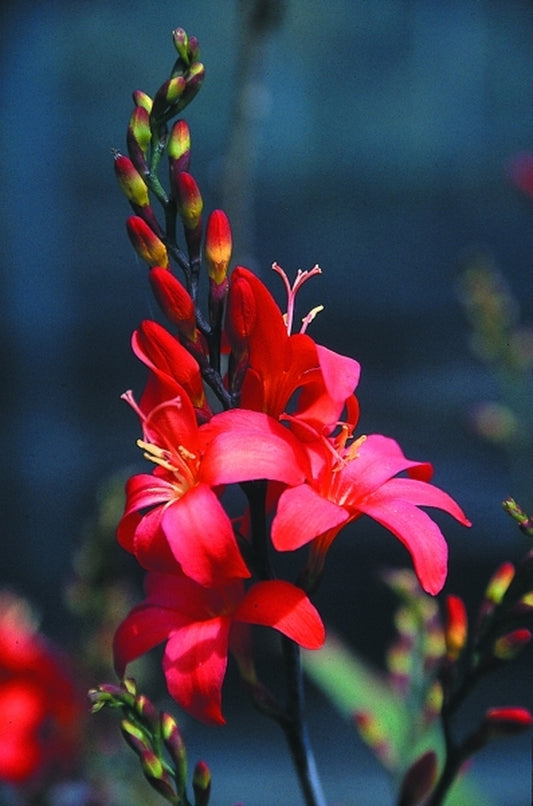 Image of Crocosmia 'Walrhead' PP 15,587|Juniper Level Botanic Gdn, NC|JLBG