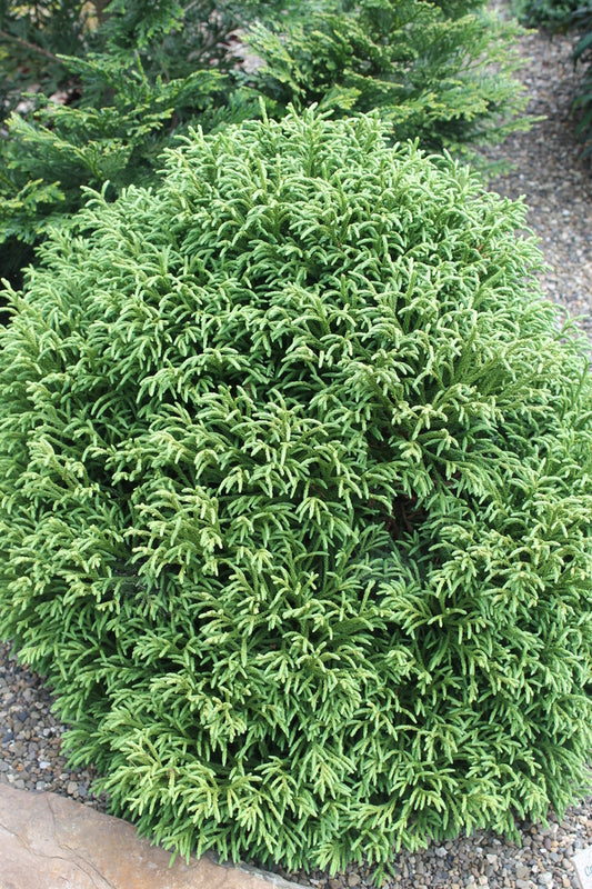 Image of Cryptomeria japonica 'Little Diamond'|Unique Plant|