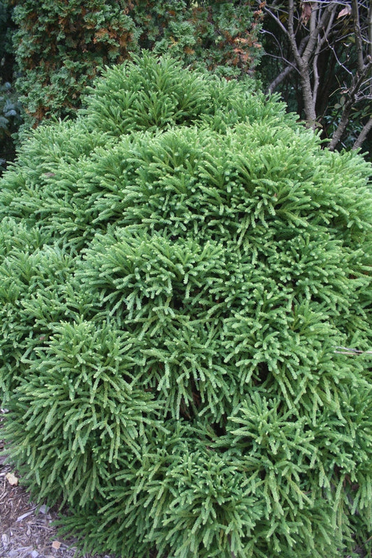 Image of Cryptomeria japonica 'Mitama'||