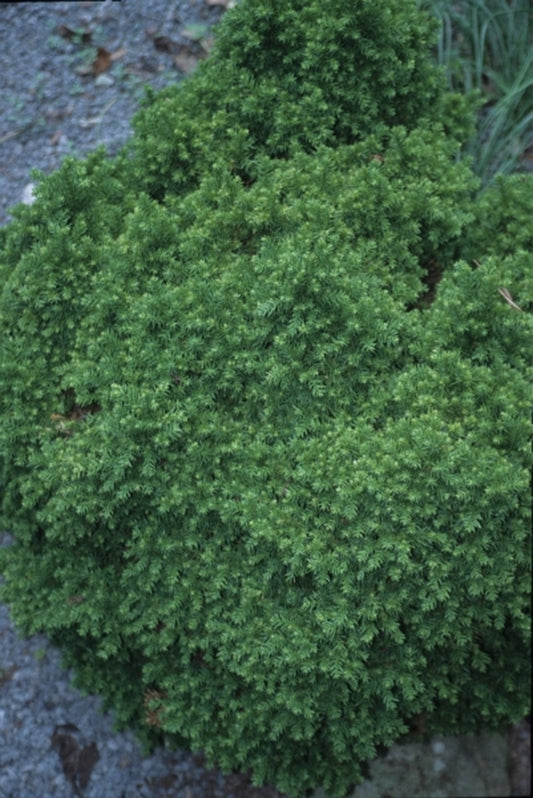 Image of Cryptomeria japonica 'Tenzan Yatsabusa'|Juniper Level Botanic Gdn, NC|JLBG