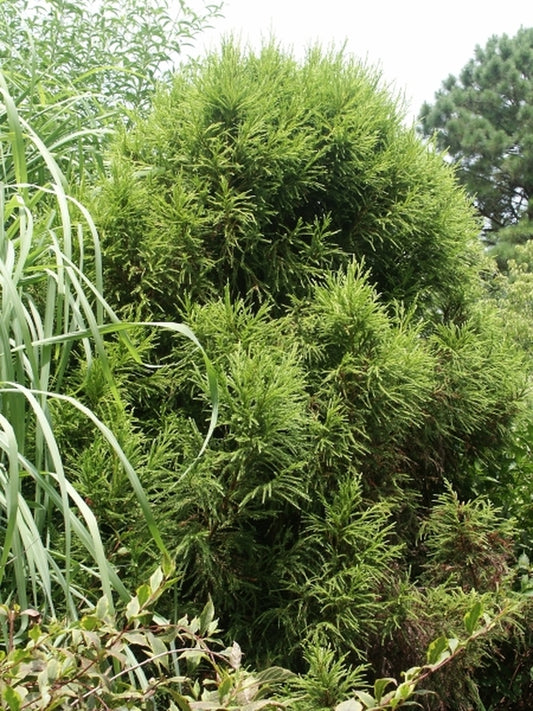 Image of Cryptomeria japonica 'Yellow Twig'|Juniper Level Botanic Gdn, NC|JLBG
