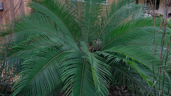 Image of Cycas x panzhioluta taken at Juniper Level Botanic Gdn, NC by JLBG