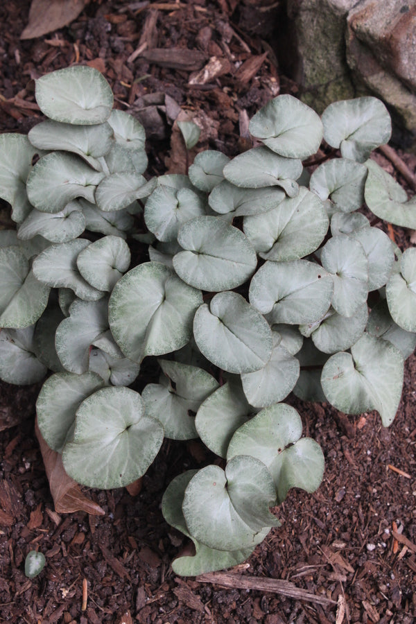 Image of Cyclamen coum Pewter Leaf Form|Juniper Level Botanic Gdn, NC|