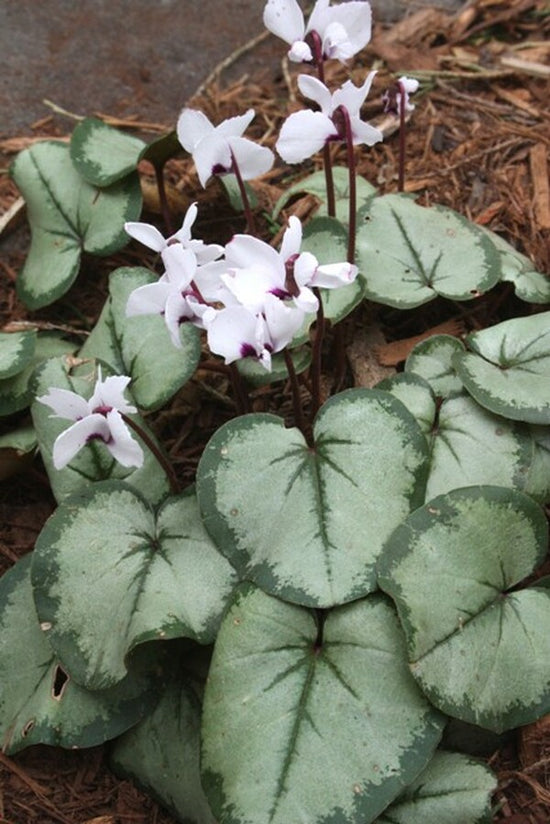 Learn about Cyclamen coum Silver Leaf | Coum Hardy Perennial Cyclamen ...