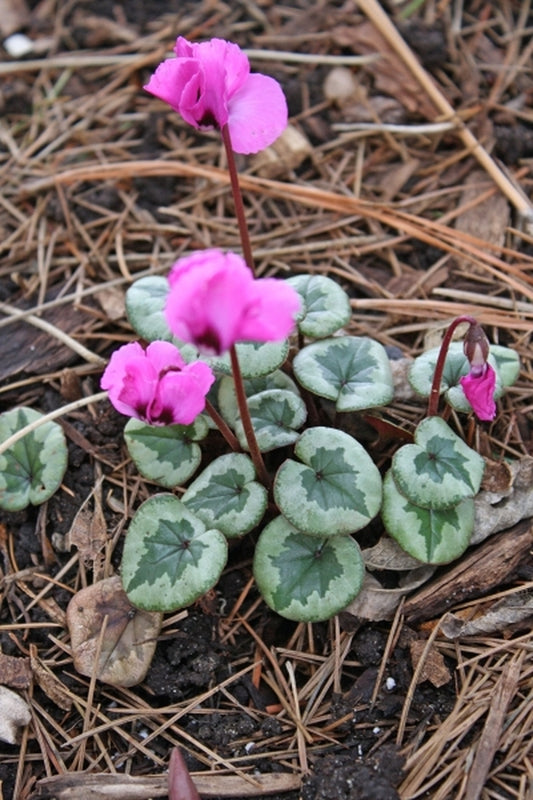 Image of Cyclamen coum 'Something Magic' PP19,894|Juniper Level Botanic Gdn, NC|JLBG