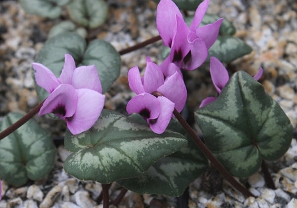 Image of Cyclamen elegans||
