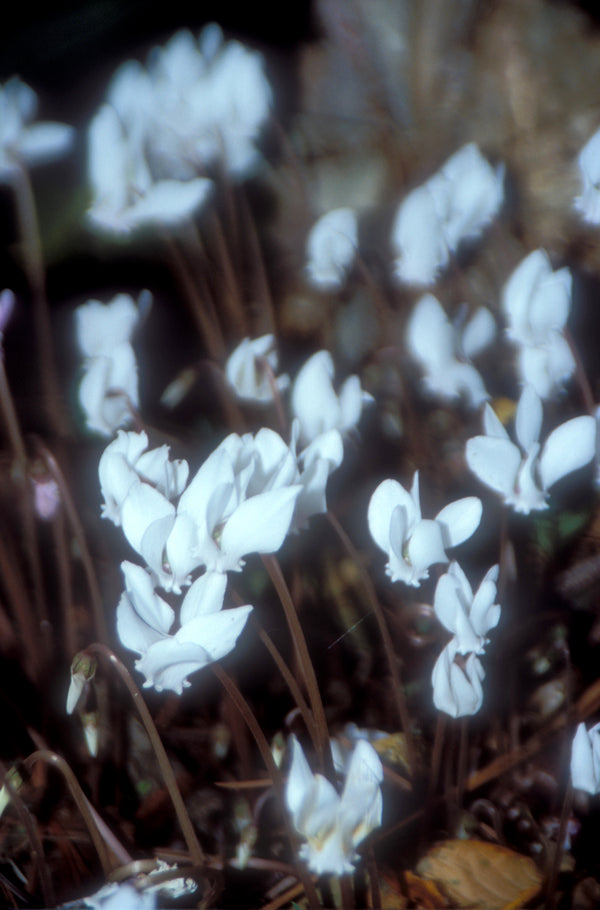 Image of Cyclamen hederifolium 'Album' taken at Juniper Level Botanic Gdn, NC