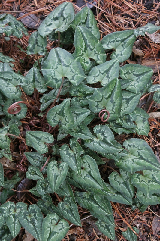 Image of Cyclamen hederifolium 'Hansen's Fancy'|Juniper Level Botanic Gdn, NC|JLBG