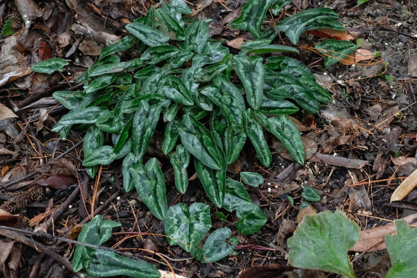 Image of Cyclamen hederifolium Long Leaf Form taken at Juniper Level Botanic Gdn, NC by JLBG