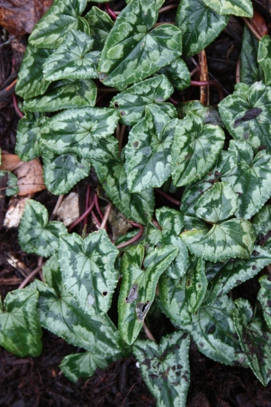 Image of Cyclamen hederifolium 'Silver Arrow'|Juniper Level Botanic Gdn, NC|JLBG