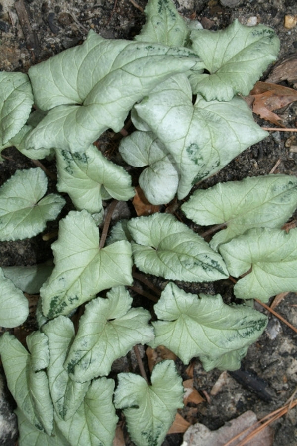 Image of Cyclamen hederifolium Silver Leaf Forms|Juniper Level Botanic Gdn, NC|JLBG