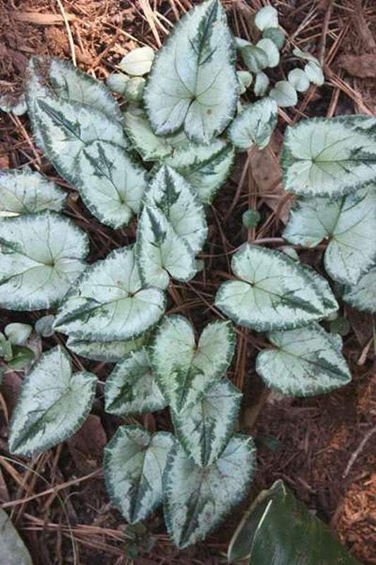 Image of Cyclamen hederifolium 'Silver Tongued Devil'