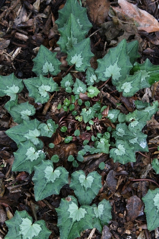 Image of Cyclamen hederifolium ssp. crassifolium